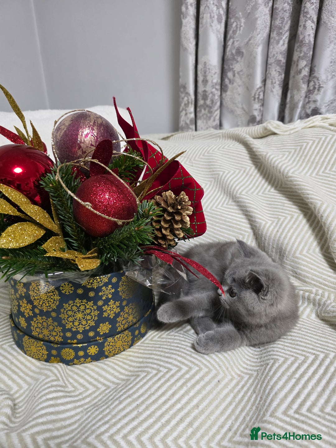 British Shorthair cats for sale:  Gorgeous BRITISH SHORTHAIR MALE  - Advert 12