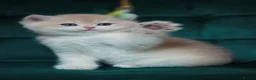 British Shorthair cats for sale: 🔥BRITISHSHORT HAIR KITTENS AND SCOTTISH FOLD 🔥 - Advert 9