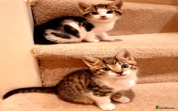 Mixed Breed cats for sale: Adorable trio of kittens  - Image 15