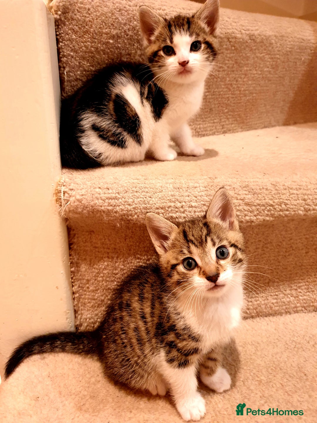 Mixed Breed cats for sale: Adorable trio of kittens  - Image 15