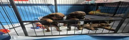 Border Terrier dogs for sale: **Border Terrier Puppies** in Glasgow - Advert 6