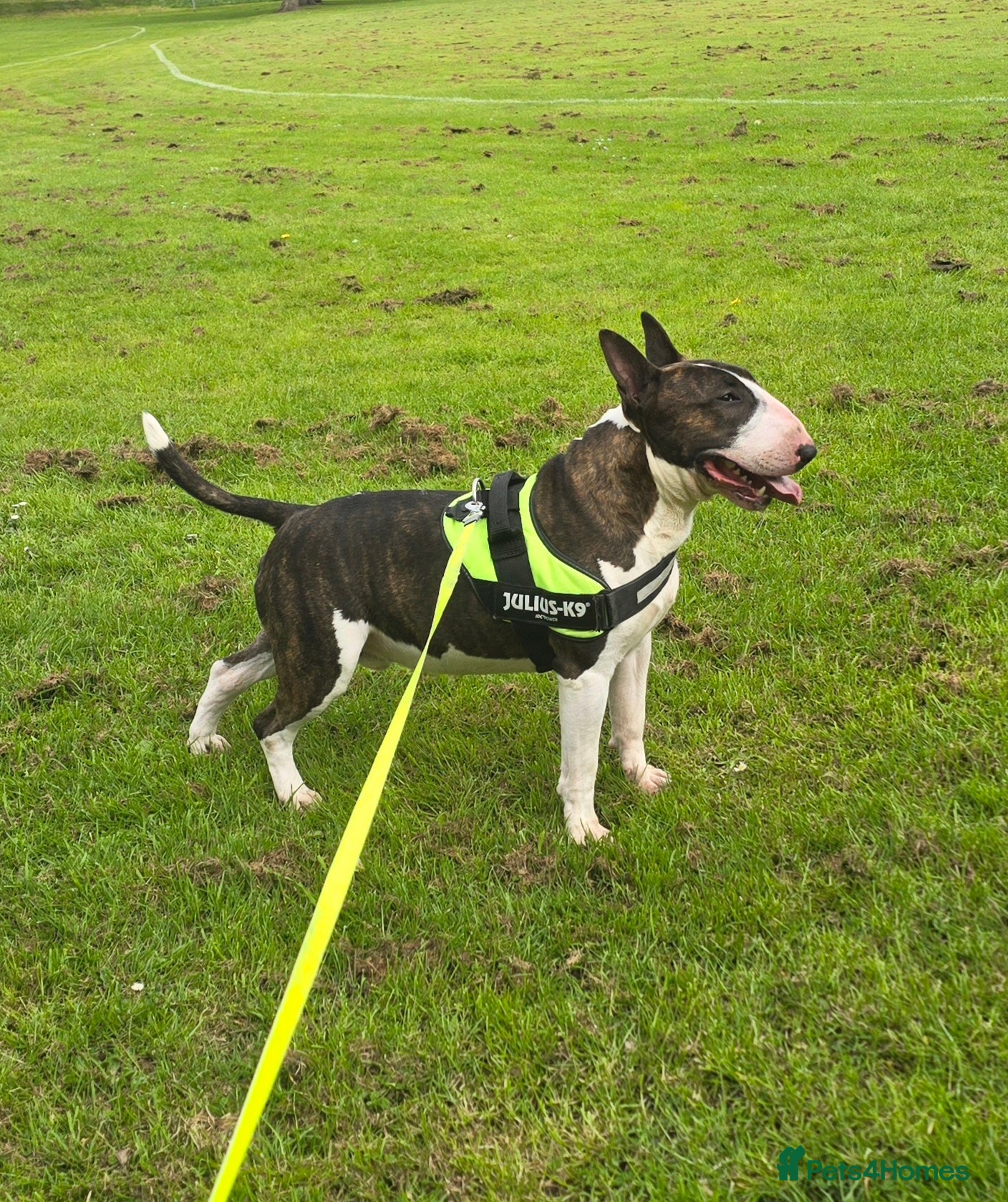 English Bull Terrier dogs UK CH Sired Stud – Top Aricon & Emred Bloodlines - Advert 1