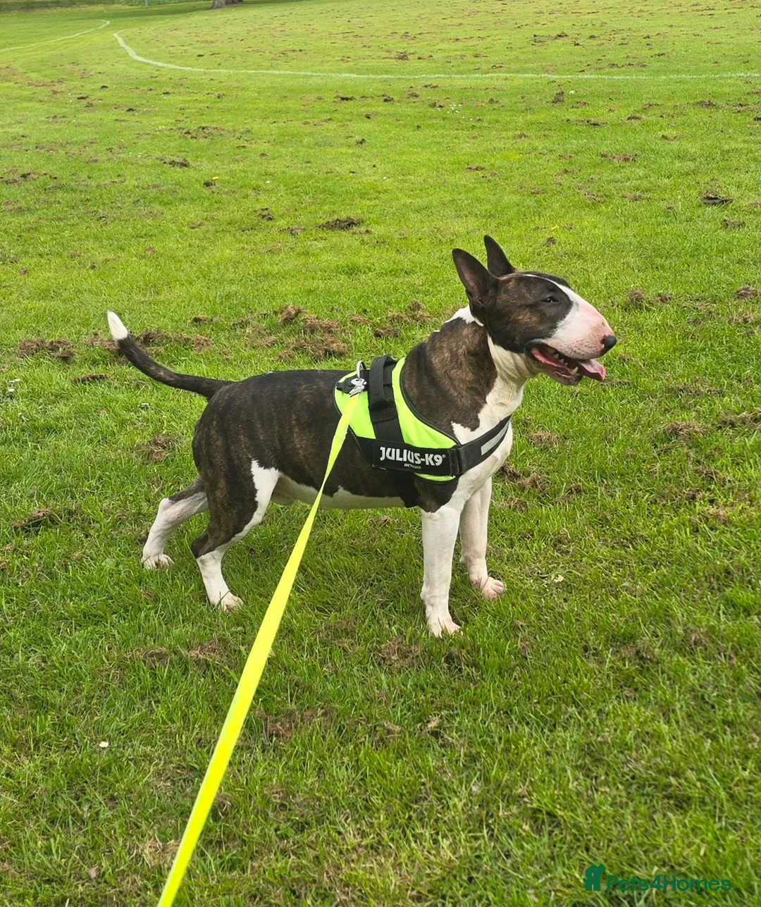English Bull Terrier dogs for stud: UK CH Sired Stud – Top Aricon & Emred Bloodlines - Advert 1