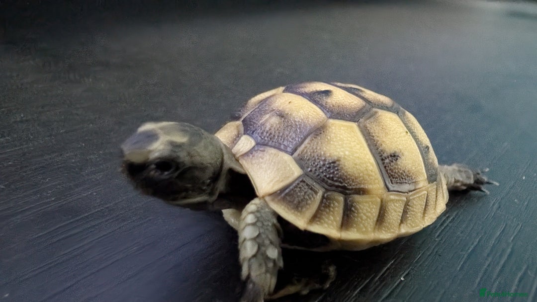 Tortoise reptiles for sale: Beautiful Baby Greek Tortoise with A10 Certificate - Image 4