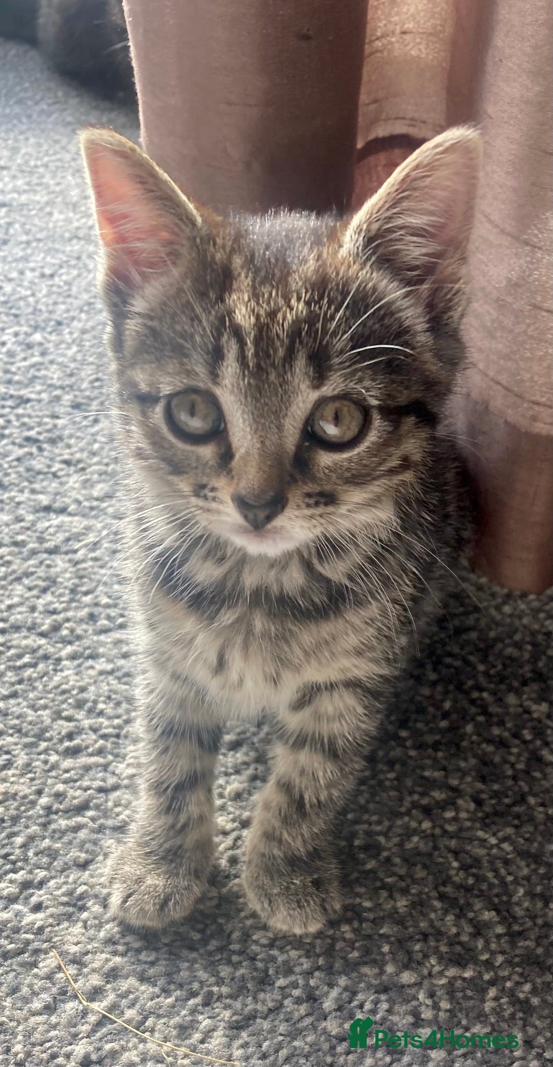Brazilian Shorthair cats for sale: Adorable Kittens ready to go - Image 3