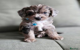Yorkiepoo dogs for sale: 6 beautiful Yorkiepoo puppies , 5 girls and 1 boy  - Image 3