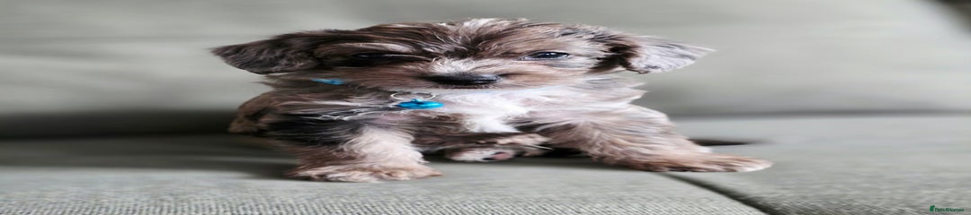 Yorkiepoo Puppy 1