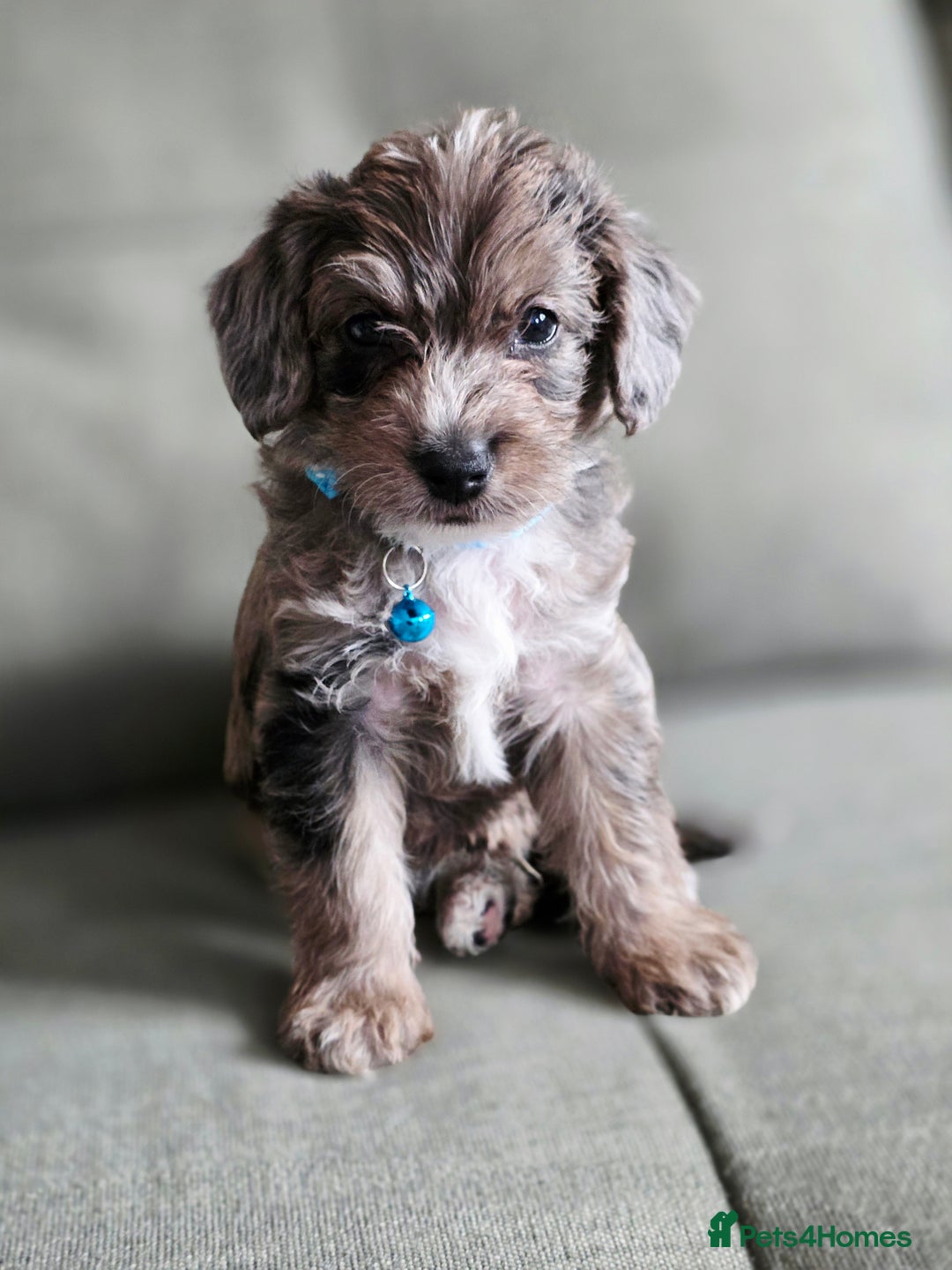 Yorkiepoo dogs for sale: 6 beautiful Yorkiepoo puppies , 5 girls and 1 boy  - Image 3