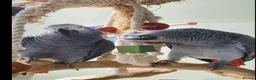 Parrots birds for sale: Fully tame African grey parrots. - Advert 6