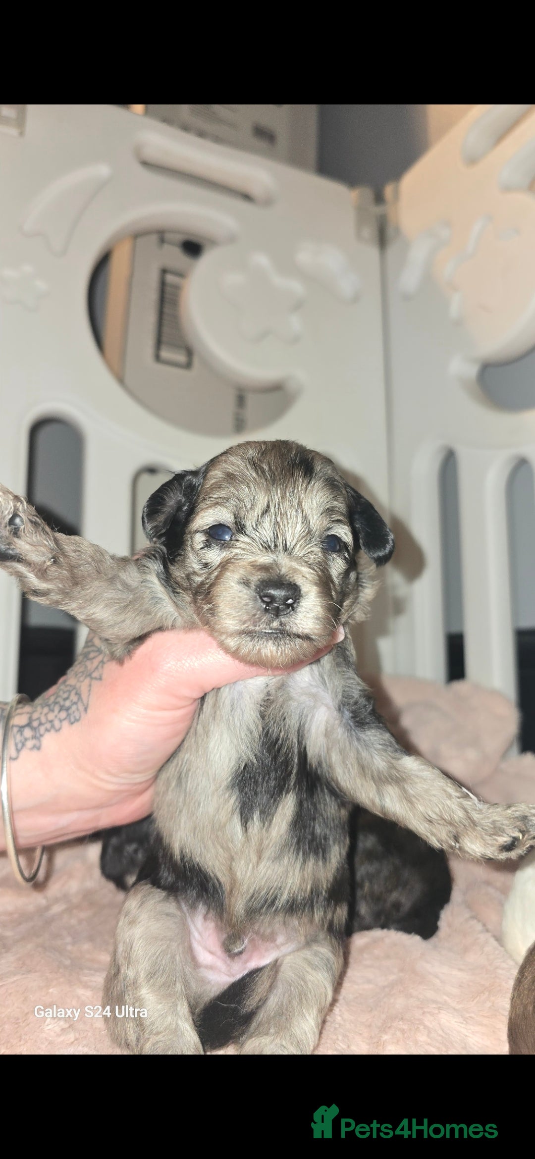 Pomapoo dogs for sale: 1 time miniature Pomapoo puppies - Image 10