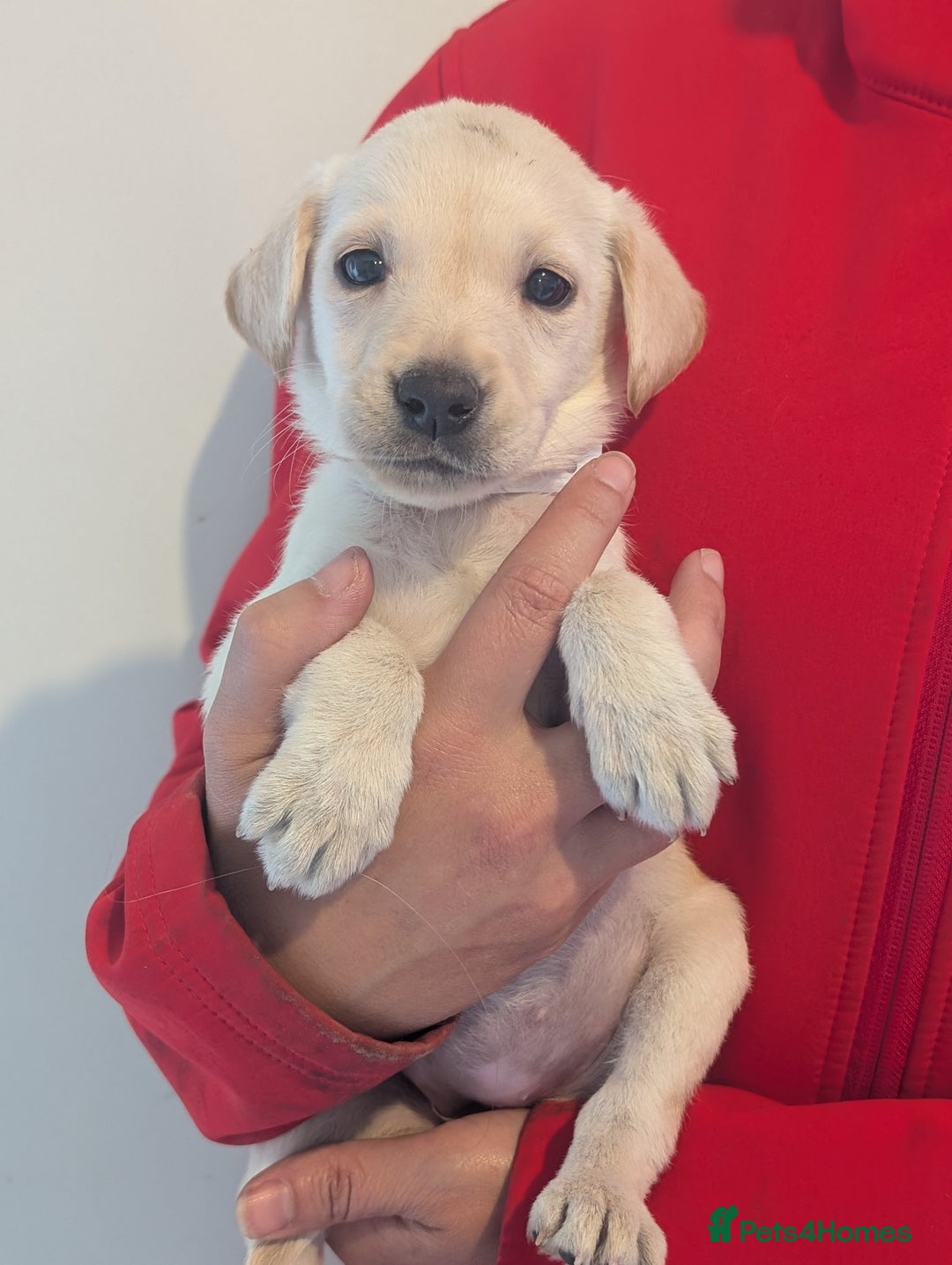 Labrador Retriever dogs for sale: KC Reg many Champion lines Drakeshead in pedigree  - Image 7