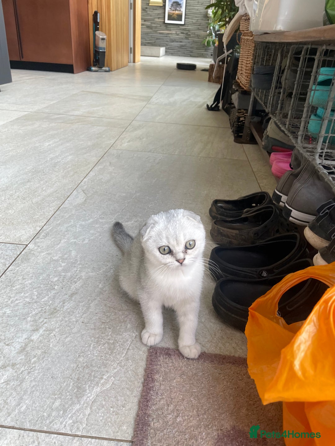 Scottish Fold cats for sale: Need home ASAP Full pedigreeTICA reg Scottish Fold in Barnet - Image 37