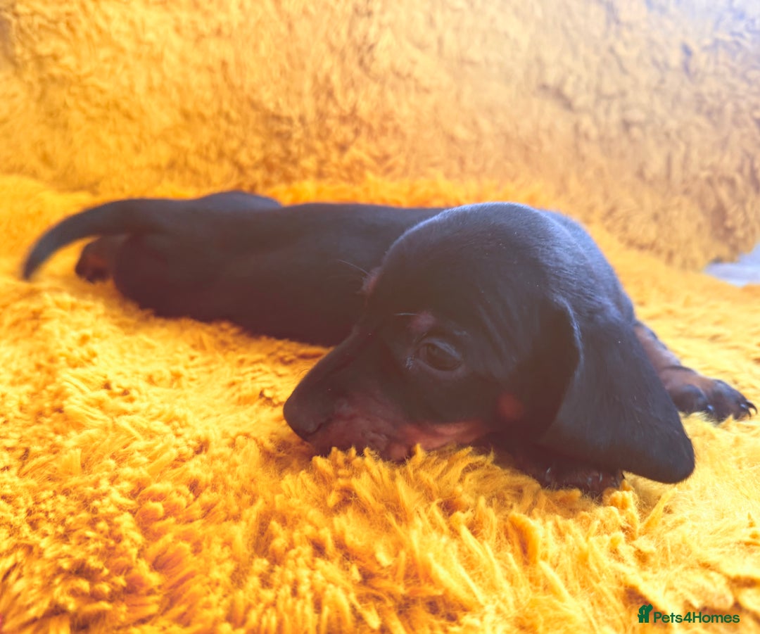Dachshund dogs for sale: dachshund puppies  - Image 9