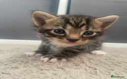 Domestic Shorthair cats for sale: Domestic shorthair - Image 10