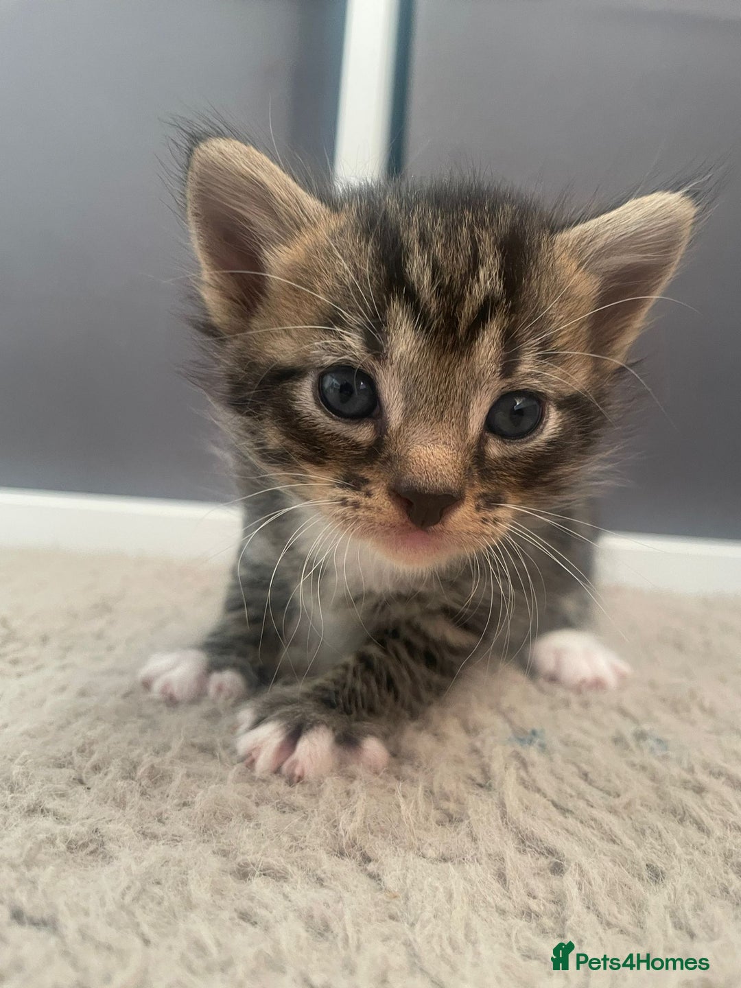 Domestic Shorthair cats for sale: Domestic shorthair - Image 10