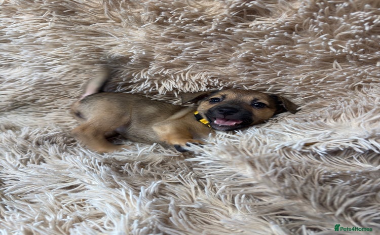 Jack Russell dogs Much Wenlock Mix Miniature Jack Russell Puppies - Advert 15