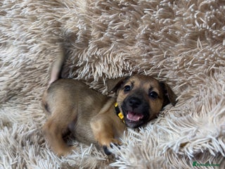 Jack Russell dogs Miniature Jack Russell Much Wenlock Puppies - Advert 8