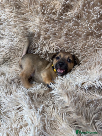 Jack Russell dogs Miniature Jack Russell Much Wenlock Puppies - Advert 8