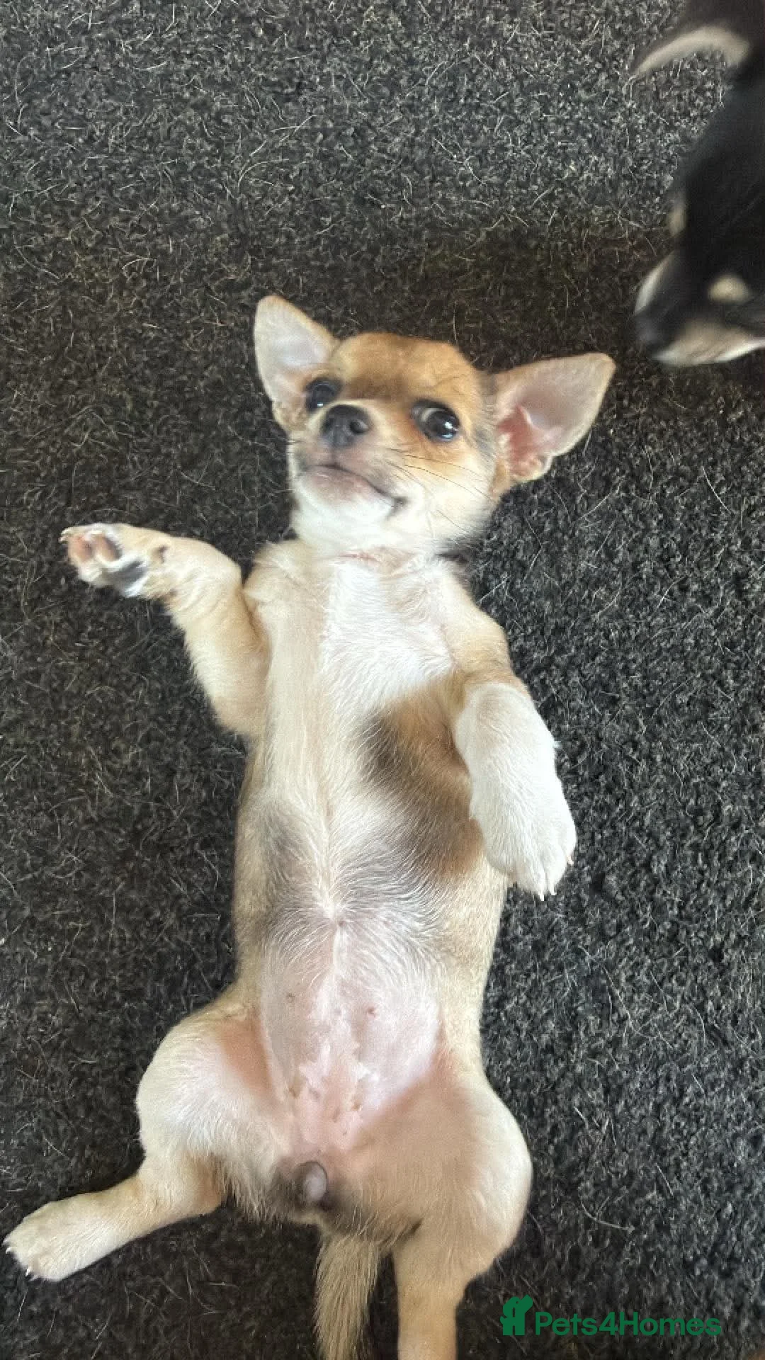 Mixed Breed dogs for sale: Chihuahua cross patterdale terrier puppies - Advert 2