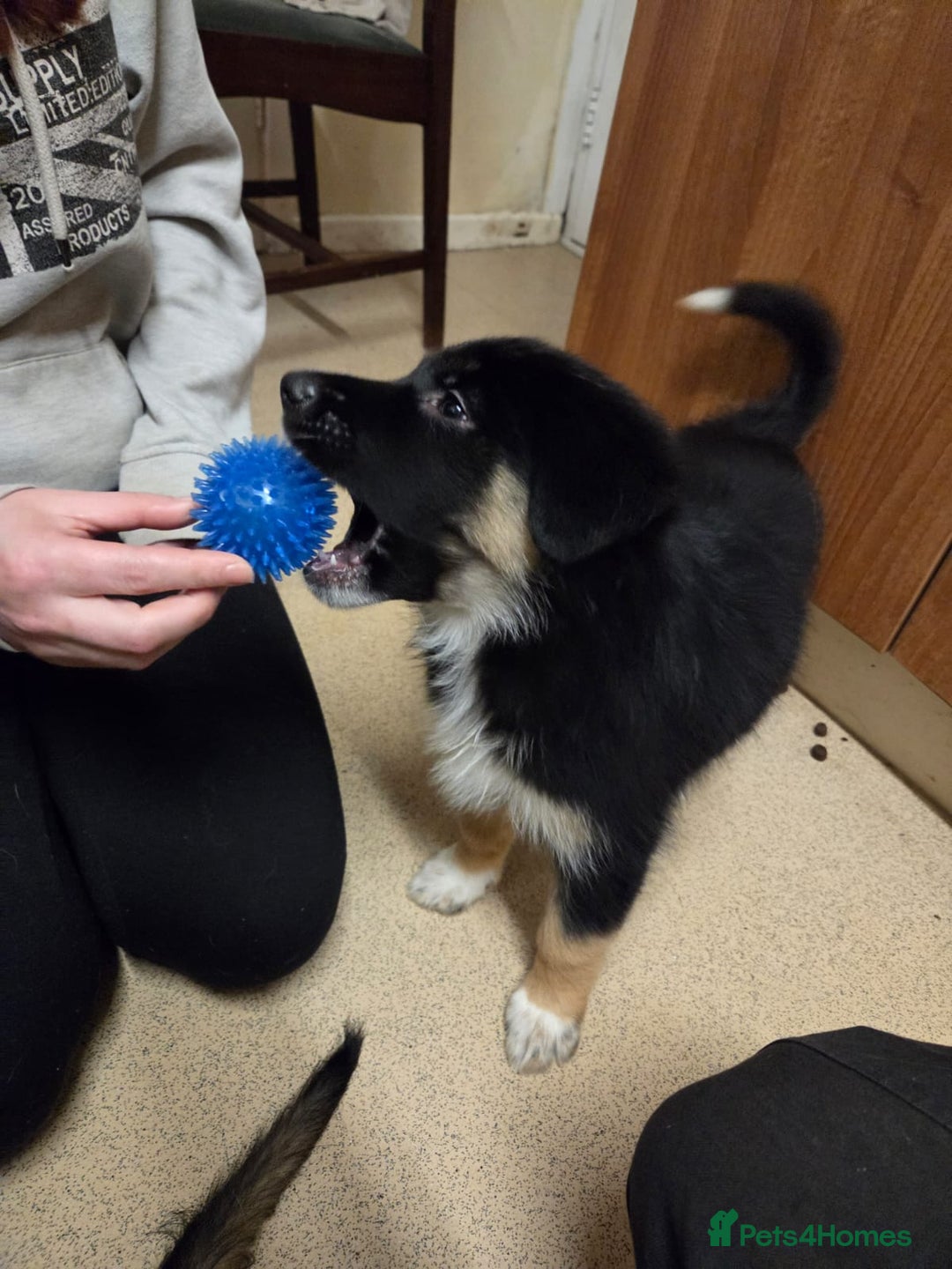 Mixed Breed dogs for sale: Female - Advert 6