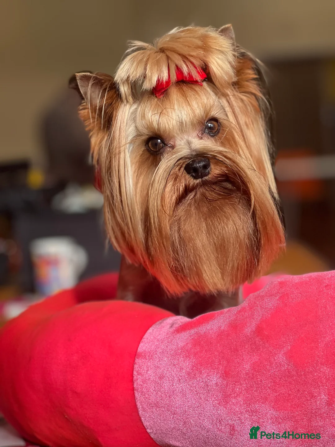 Yorkshire Terrier dogs for stud: Stunning UK champion small stud dog DNA tested in Rotherham - Advert 24