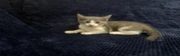Domestic Shorthair cats for sale: Beautiful Kittens for Sale - Advert 11