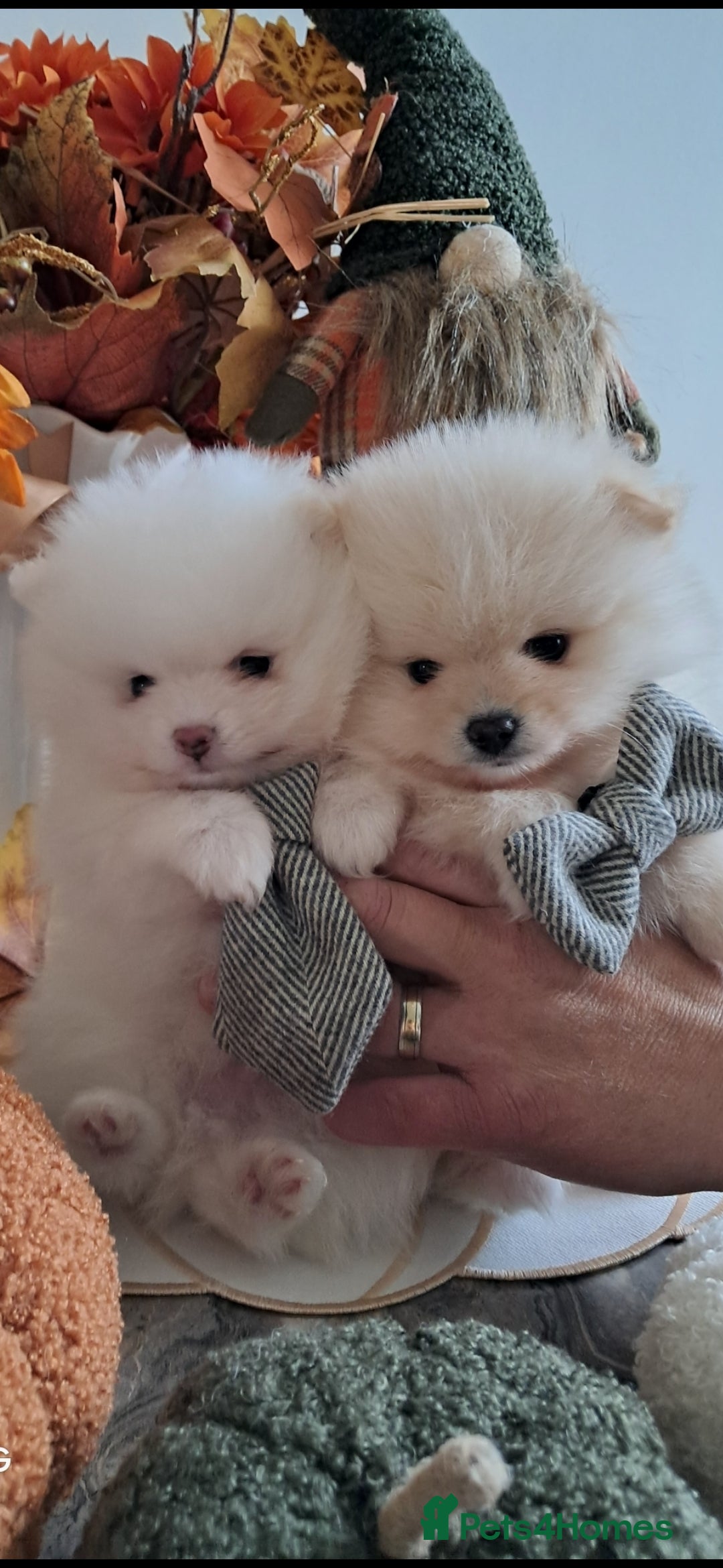 Pomeranian dogs for sale: Handsome Pomeranian - Image 9
