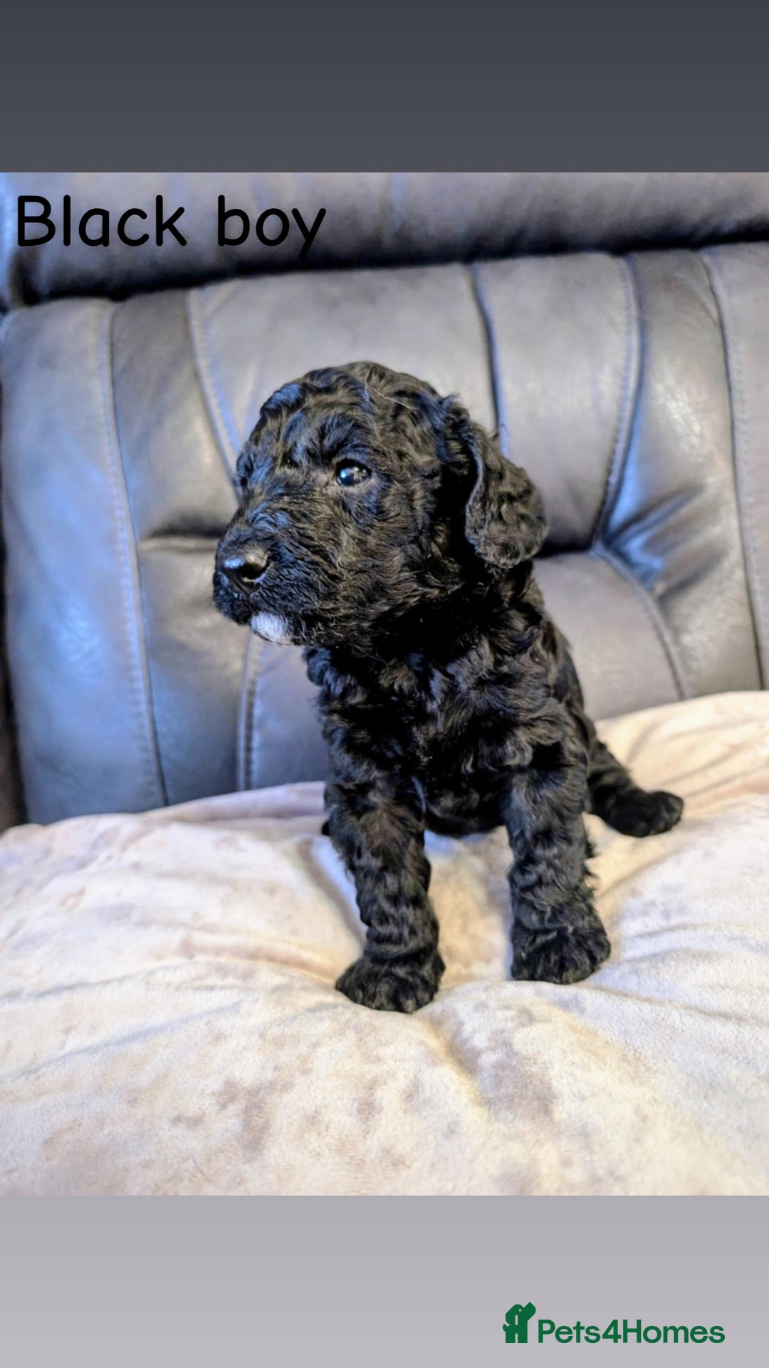 Labradoodle dogs for sale: Heal tested F1b miniature labradoodles - Image 5