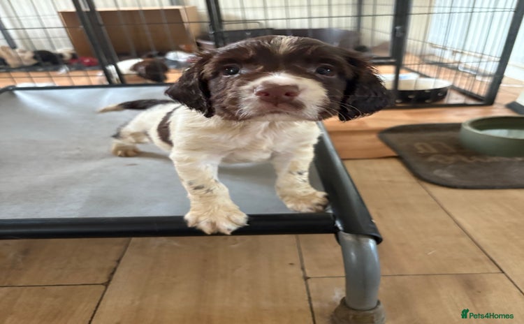 English Springer Spaniel dogs - Advert 1