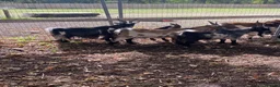 Goats livestock for sale: 3 Pygmy billy goats in Woking - Advert 6