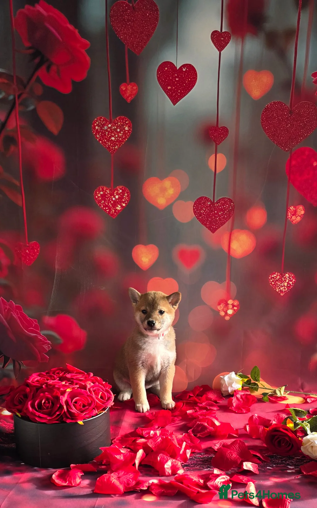 Japanese Shiba Inu dogs for sale: Outstanding Japanese Shiba Inu - Advert 29