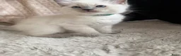 Ragdoll cats for sale: Blue point ragdoll kittens  - Advert 17