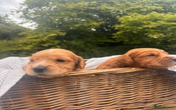 Cocker Spaniel dogs for sale: Working Cocker Spaniel Puppies  - Image 2
