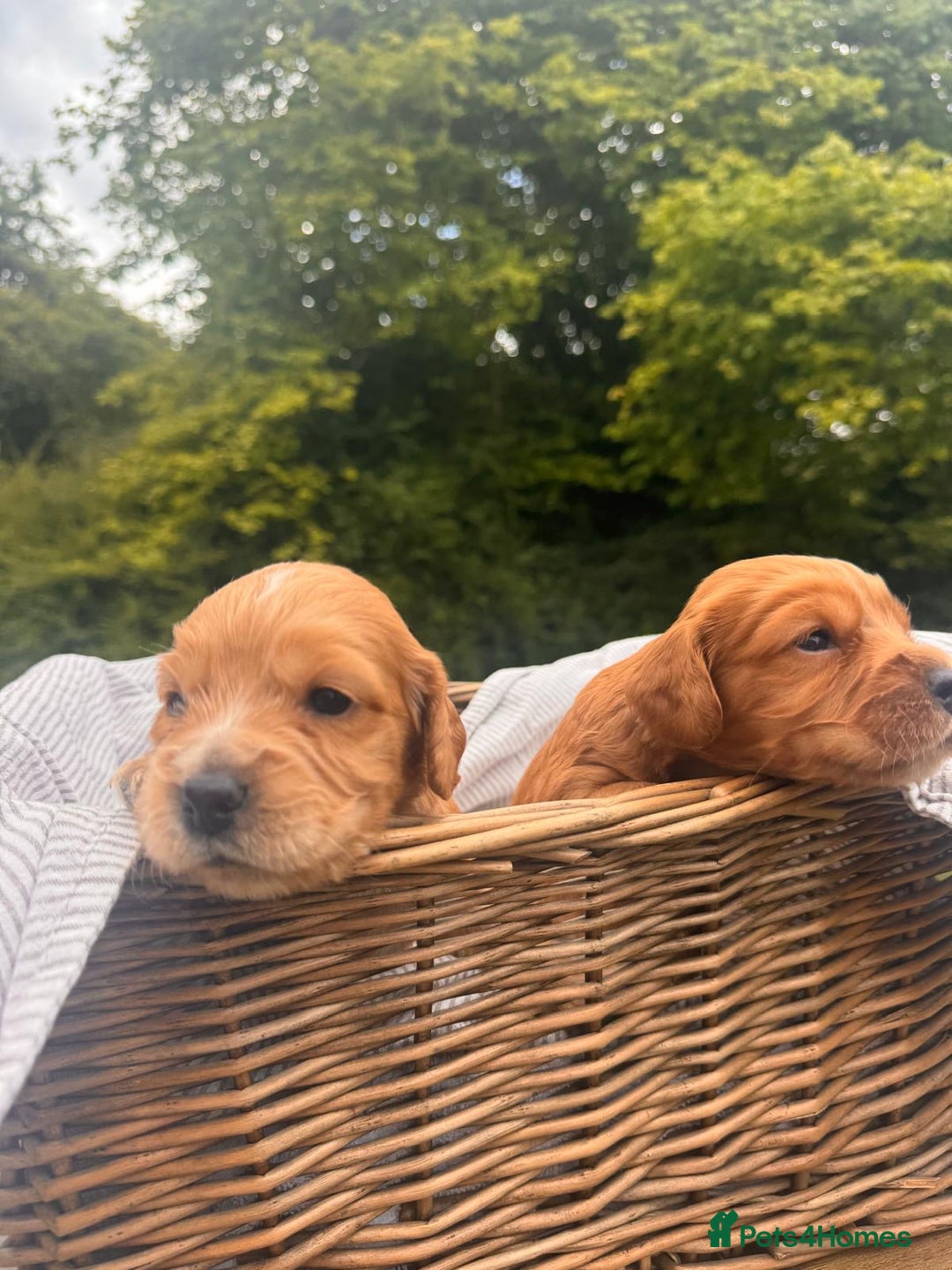 Cocker Spaniel dogs for sale: Working Cocker Spaniel Puppies  - Image 2