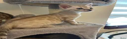 Bengal cats for sale: 7 beautiful pure Bengal Kittens - Advert 13