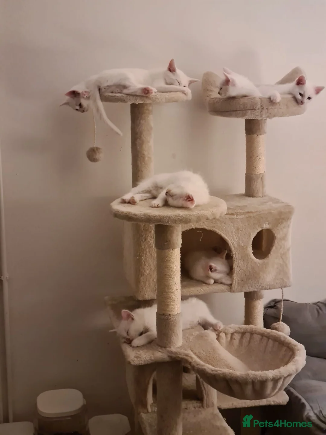 Mixed Breed cats for sale: Ragdoll x khao Manee kittens  in Lowestoft - Advert 12