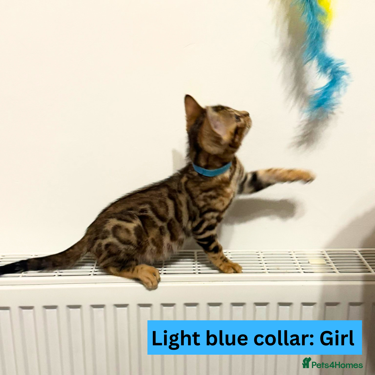 Bengal cats for sale: Luxury 5-Generation-Pedigree Bengal Kittens - Advert 8