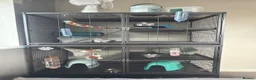 Rat rodents for sale: 3 male Rats - Advert 2