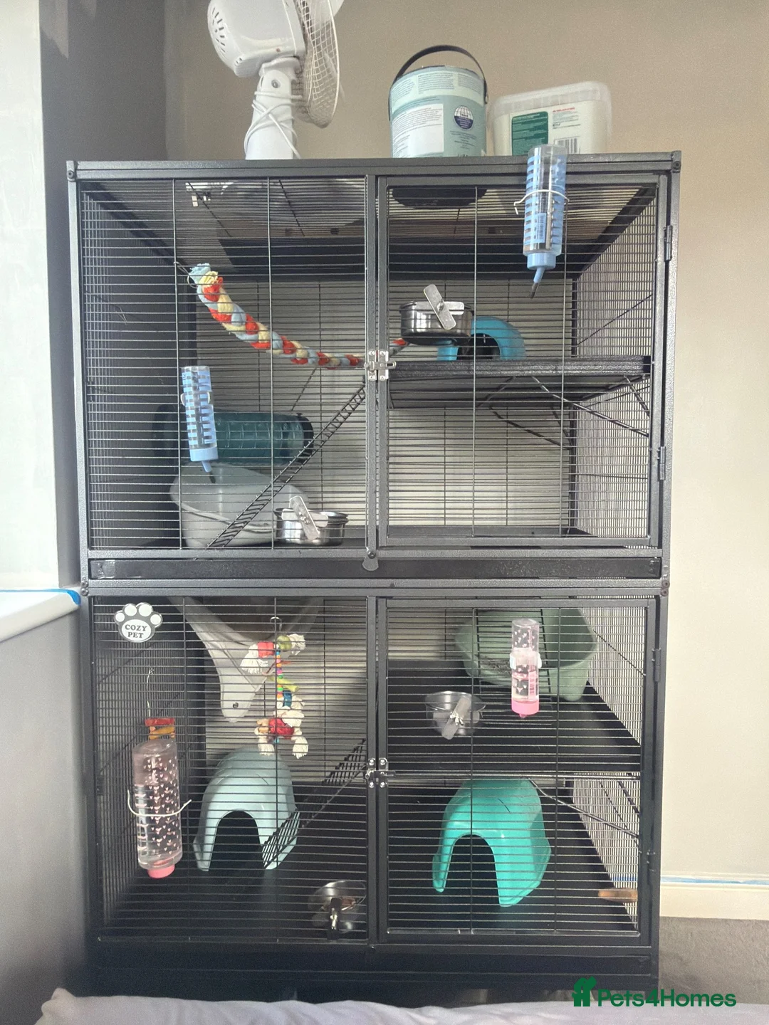 Rat rodents for sale: 3 male Rats - Advert 2
