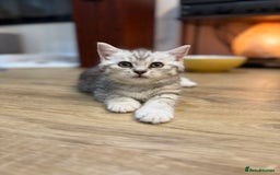 British Shorthair cats for sale: GCCF BSH Chinchilla Rare, Beautiful Kittens - Image 14
