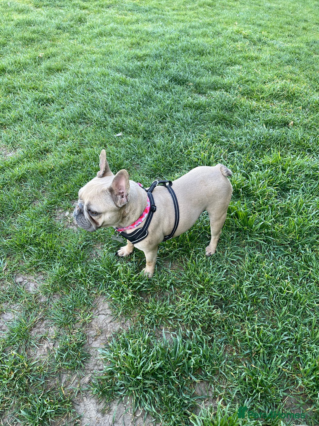 French Bulldog dogs for sale: Gorgeous blue fawn frenchie girl for sale  - Advert 4