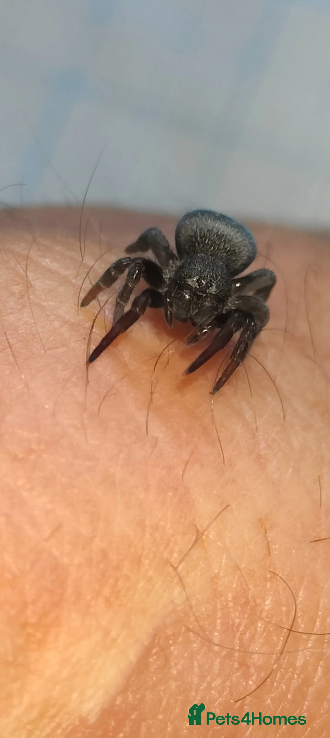 Spiders invertebrates for sale: Velvet spider  - Advert 1