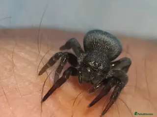 Spiders invertebrates Velvet spider - Advert 1