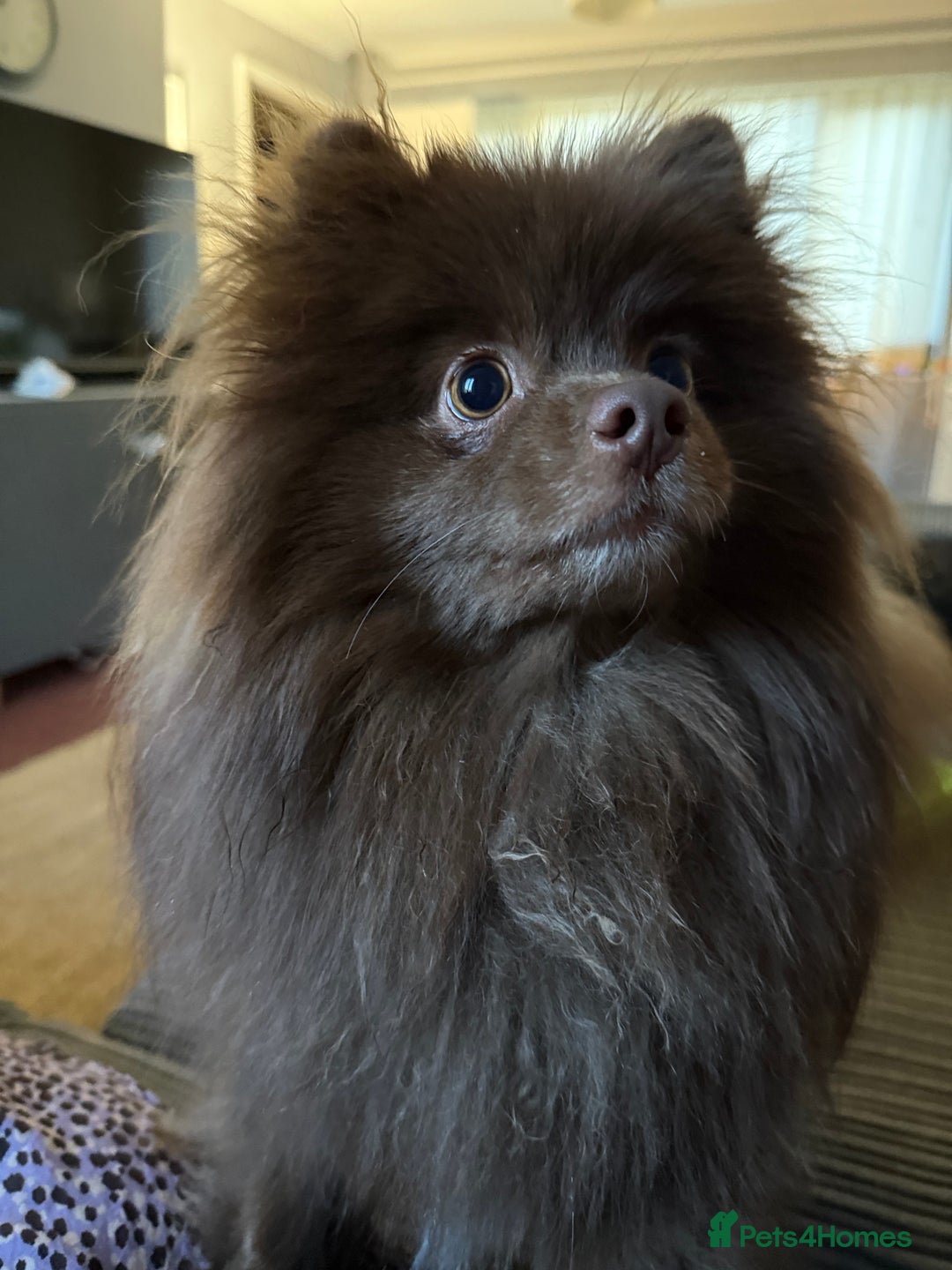 Pomeranian dogs for sale: Adorable pair of 1 year old Pomeranian boys!  - Image 7