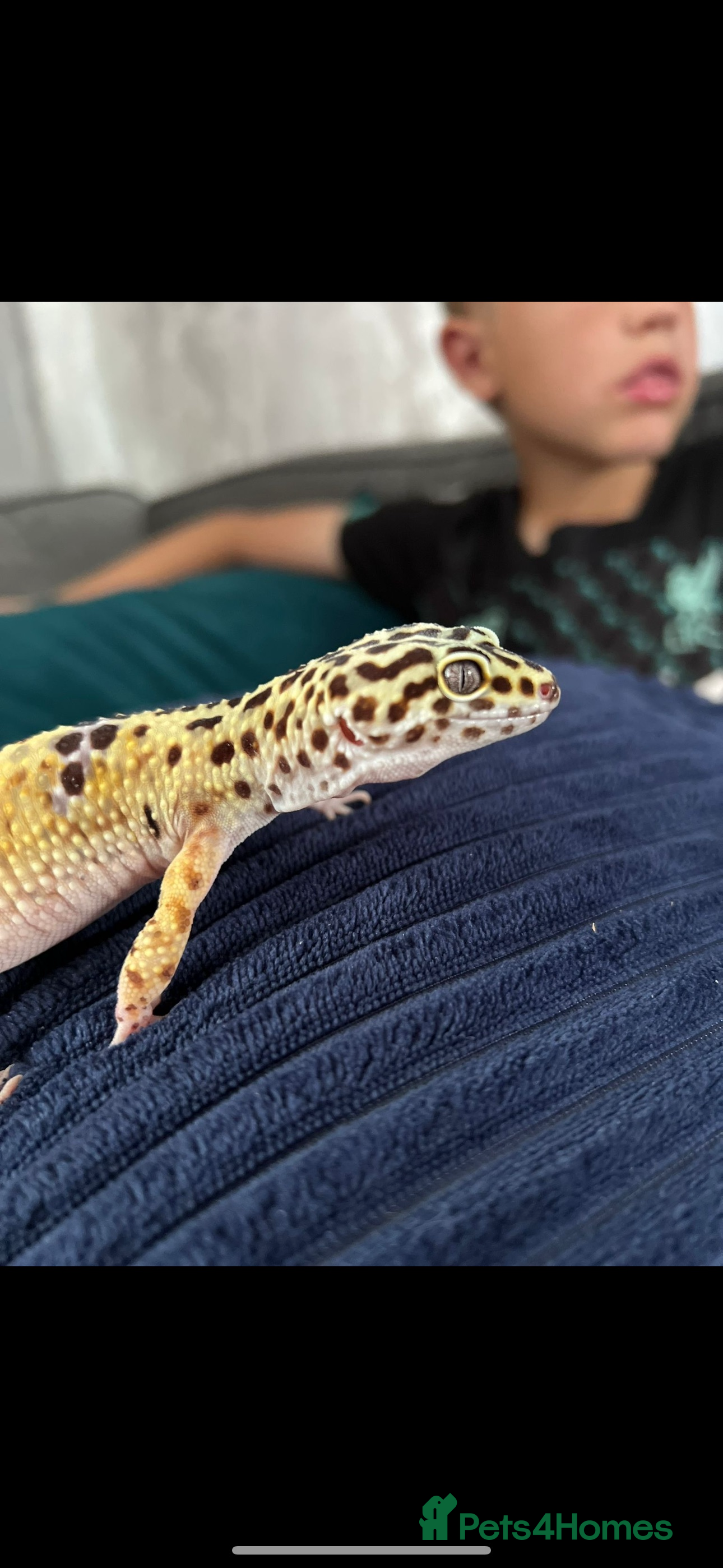 Leopard Gecko reptiles Female leopard Gecko and full set up  - Advert 1