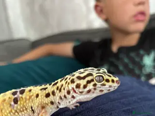 Leopard Gecko reptiles Female leopard Gecko and full set up - Advert 1