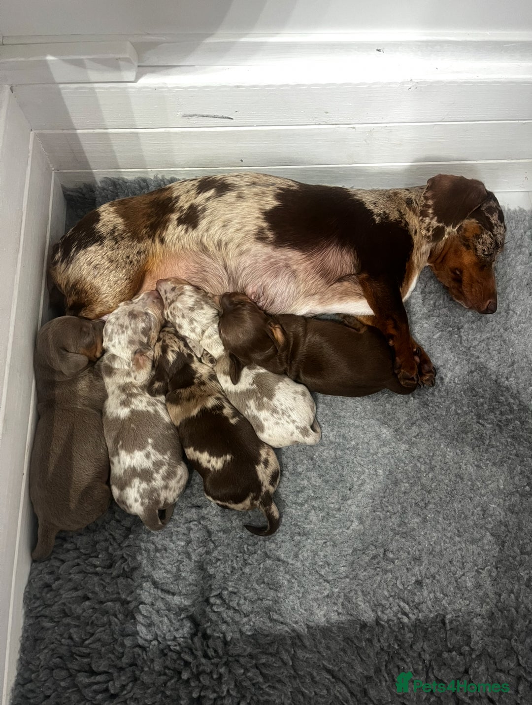 Miniature Dachshund dogs for sale: Miniature Dachshund (Bitch) - Image 14