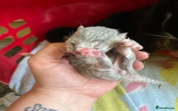 British Shorthair cats for sale: 4 beautiful kittens - Image 4