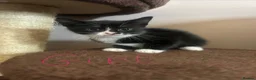 Mixed Breed cats for sale: 5 kittens for sale  - Advert 3