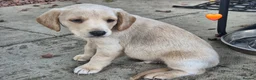 Labradoodle dogs for sale: Labradoodle pups for sale  - Advert 3
